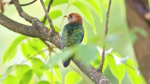 Asian emerald cuckoo bird perched on a tree branch in the forest Видео 336033246