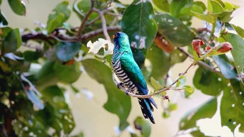 Asian Emerald Cuckoo (Chrysococcyx maculatus) Stock Footage 283580735