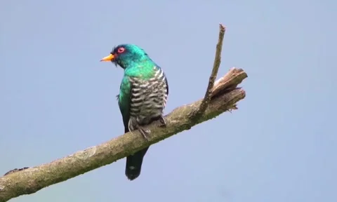 Asian emerald cuckoo perched on a tree branch against a blue sky Stock Footage 335049422