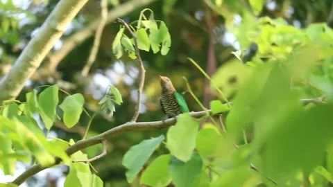 Asian emerald cuckoo perched on a tree branch in the forest Video stock 335249054