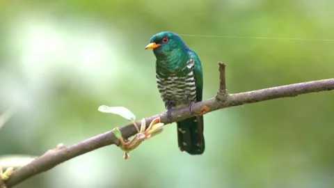 Asian emerald cuckoo perched on a tree branch in the forest Stock Footage 336033252