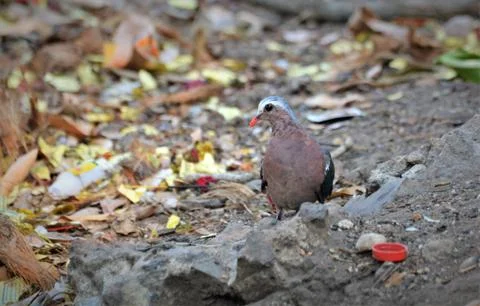 Asian emerald dove forging on colossal waste of temple wastage Stock Photos