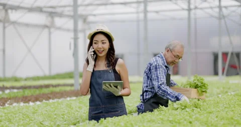 Asian farm owner and workers inspect hydroponic vegetables in a large nursery. Stock-Footage 188832142