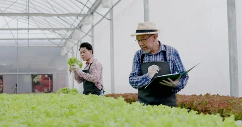 Asian farm owners and workers inspect hydroponic vegetables in a large nursery.  Stock Footage 185582553