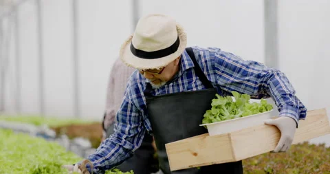 Asian farm owners and workers inspect hydroponic vegetables in a large nursery.  Video stock 185594963