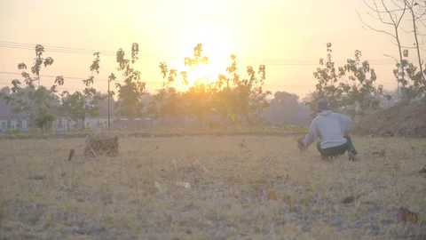Asian farmer bring a stack of grass in the morning dry season Video stock 119564796