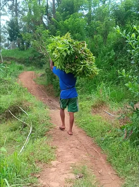 Asian farmer carries a large bundle of green grass 動画素材 321937145