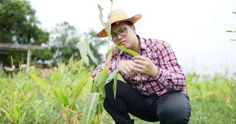 Asian farmer checking corn in cornfield. A man looking at corn in field. Stock Footage 200927136