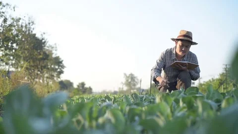 Asian farmer checking kale in his farm. 库存影片 85042300
