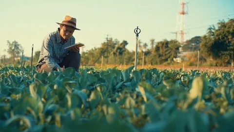 Asian farmer checking kale in his farm. Stockbeeldmateriaal 85042457