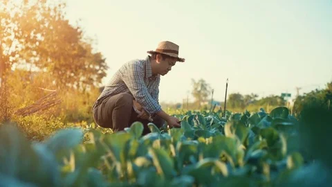 Asian farmer checking kale in his farm. Stock Footage 85042485