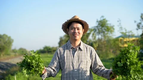 Asian farmer checking kale in his farm. Stock Footage 87722625