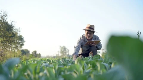 Asian farmer checking kale in his farm. Видео 87723047