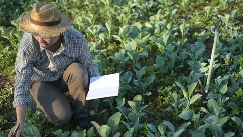 Asian farmer checking kale in his farm. Видео 87723238