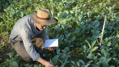 Asian farmer checking kale in his farm. 库存影片 87723327
