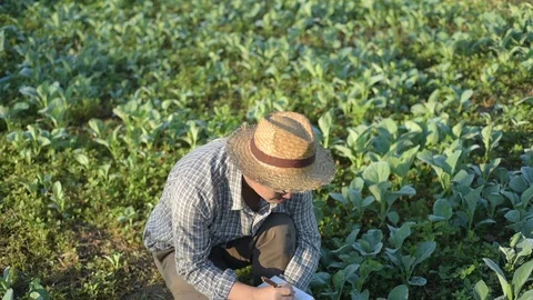 Asian farmer checking kale in his farm. 库存影片 87723351