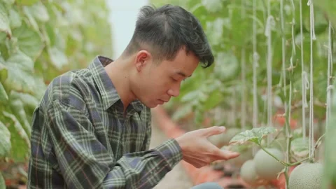 Asian Farmer Checking Melon'S Leaf And Documenting Data The Yield And Growth Video stock 167973910