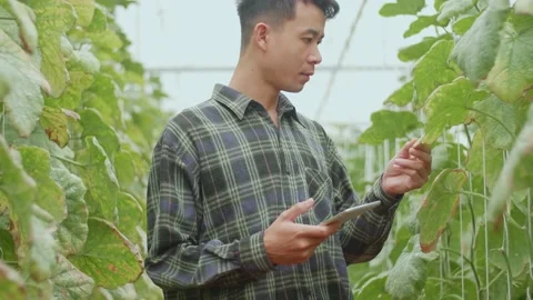 Asian Farmer Checking Melon'S Leaf And Documenting Data The Yield And Growth Video stock 167973974