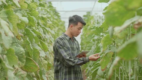 Asian Farmer Checking Melon'S Leaf And Documenting Data The Yield Video stock 167974994