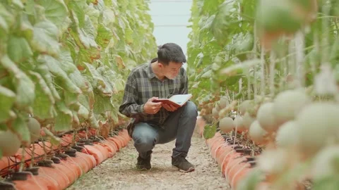 Asian Farmer Is Documenting Data The Yield And Growth Of Melons In Organic Farms Stock Footage 167975274