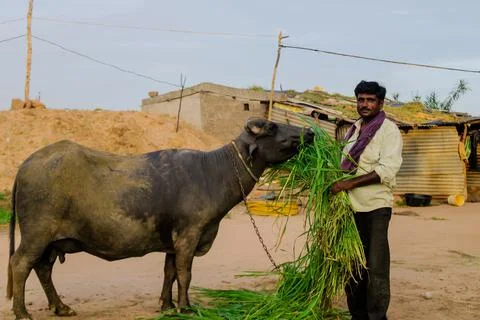 Asian farmer feeding cows with fresh green grass at a rural cattle farm - sel Stock Photos