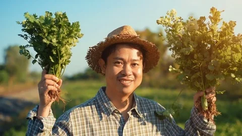 Asian farmer holding coriander on his farm. Vidéo 85042753