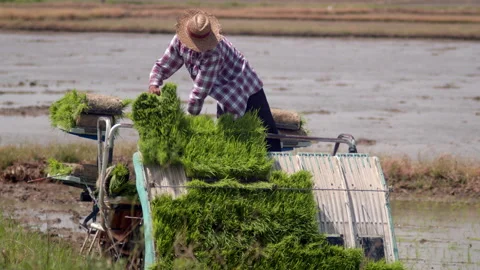 Asian farmer men carrying rice seedlings for using the rice planter machine Vidéo 248427001