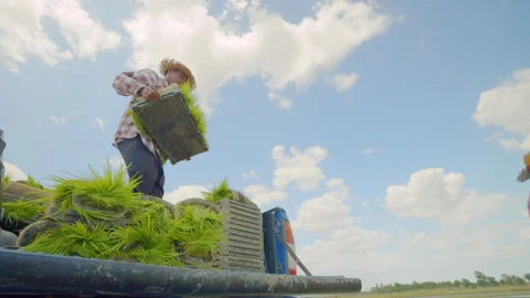 Asian farmer men carrying rice seedlings for using the rice planter machine Vidéo 248428029