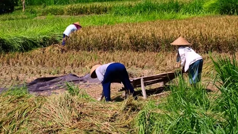 Asian farmer or worker pick rice, beat out rice on Bali island, Indonesia Stock Footage 221873057