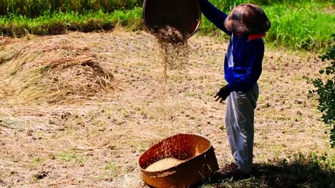 Asian farmer or worker in a straw hat pouring freshly harvested rice on Bali Stock Footage 221873049