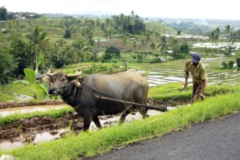 Asian farmer Stock Photos