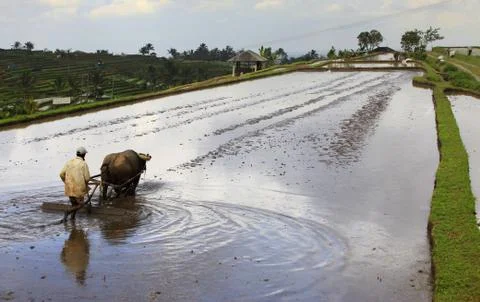 Asian farmer Stock Photos
