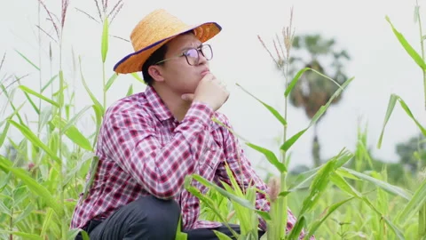 Asian farmer sitting and checking quality of plant in a rice farm Stock Footage 170651043