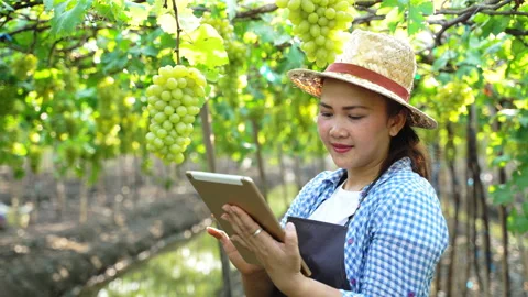 Asian farmer using digital tablet collecting data fresh green grapes in farm Stock Footage 151926042