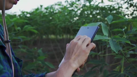 Asian farmer using survey her cassava farm.  Stock Footage 163902887