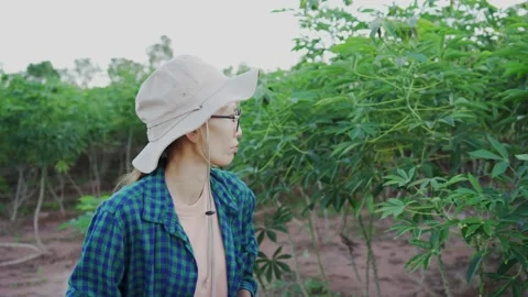 Asian farmer using survey her cassava farm.  Stock Footage 163904258