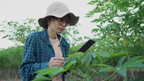Asian farmer using survey her cassava farm.  Stock Footage 163904538