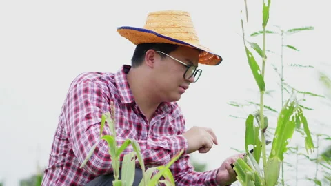 Asian farmer wearing hat checking plants in a big field, having problem Video stock 170645945