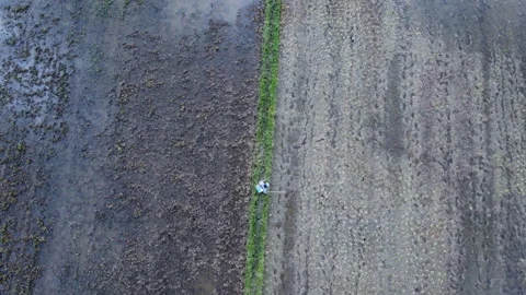 Asian farmer working in fields and spraying chemicals or fertilizer. Stock Footage 246569402