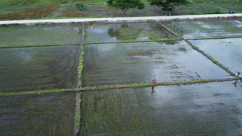 Asian farmer working in fields and spraying chemicals or fertilizer. Stock Footage 246570435