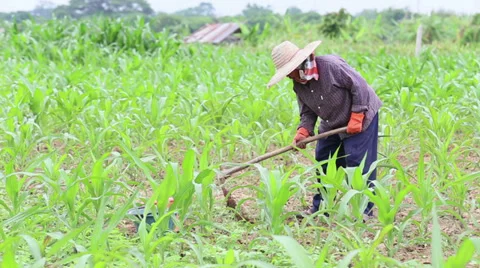 Asian Farmer Working In Her Corn Field In Chiang Rai Province 스톡 동영상 30169320