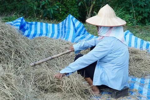Asian farmer is working Stock Photos