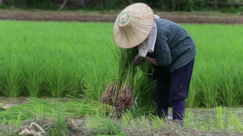 Asian Farmer Working In The Rice Fields In Northern Thailand 스톡 동영상 30266473