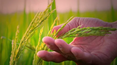 Asian farmers are walking to explore the perfection of the grain in the rice fie Stock Footage 149084334