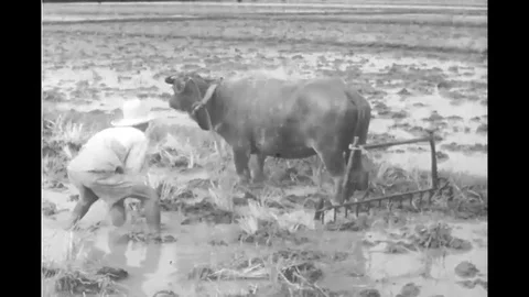 Asian farmers struggle to keep up with the demand for rice, 1960s Vídeos de archivo 120401271