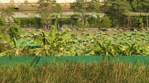 Asian Farming Vidéo 8984128
