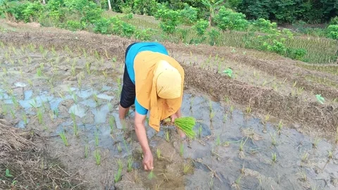 Asian female farmer. 動画素材 335019404