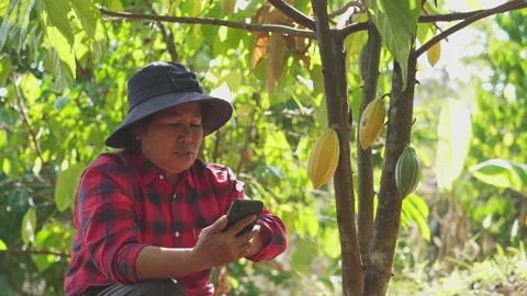 Asian female farmer using mobile phone. Stock Footage 234975522