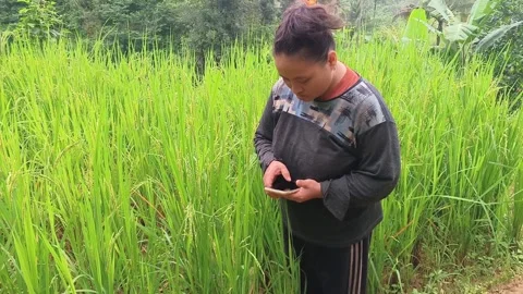 Asian female farmer using mobile app to check rice  Vídeo Stock 335019623