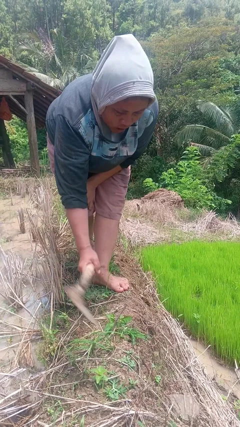 Asian female farmer using a sickle to cut weeds on a traditional agricultural  Stock-Footage 335019524